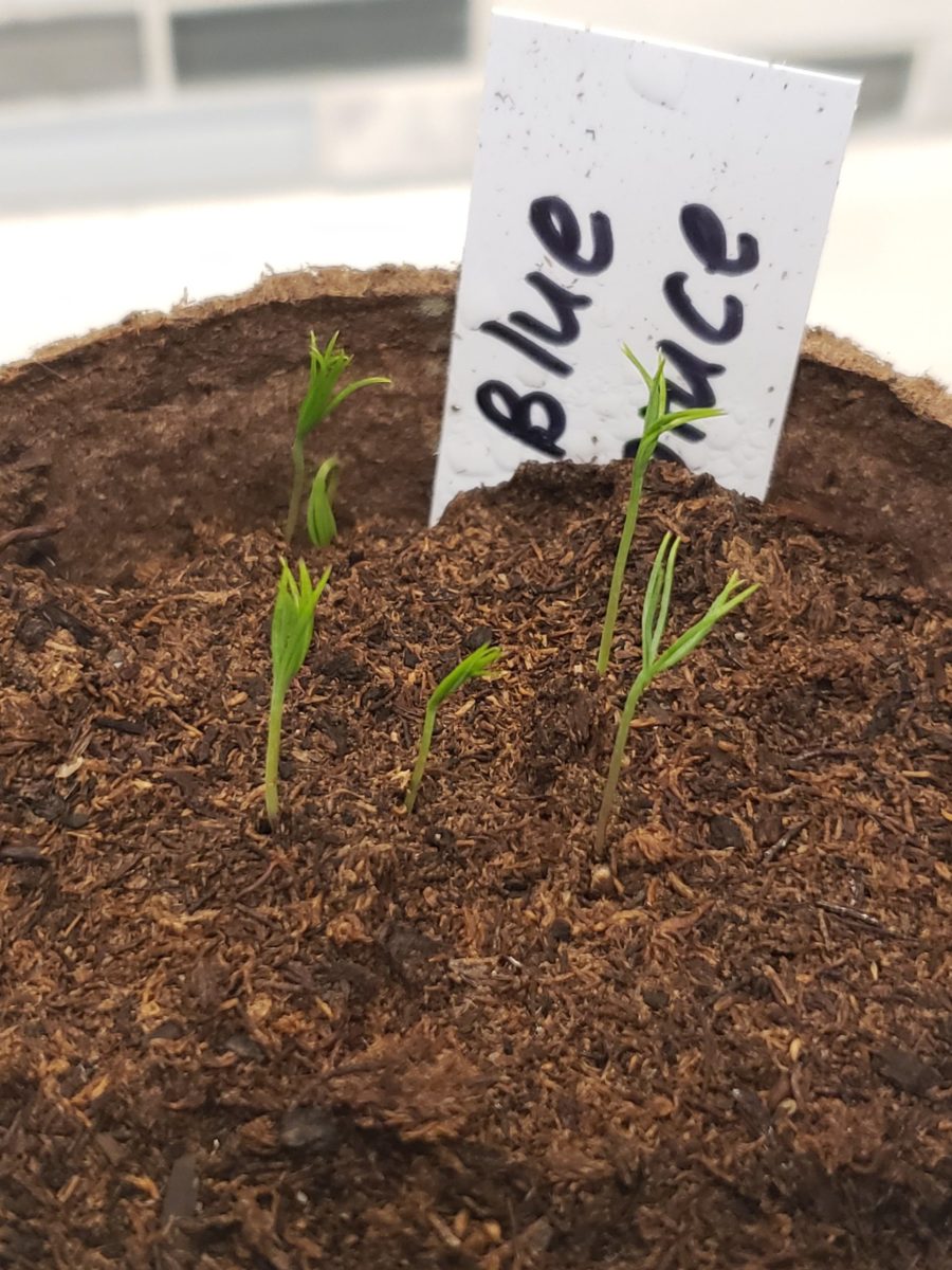 Blue Spruce seedling